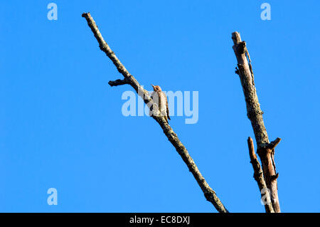 A Northern Flicker (Colaptes auratus) woodpecker in search of food on a dead treetop. Stock Photo