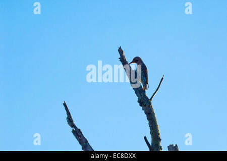 A Northern Flicker (Colaptes auratus) woodpecker in search of food on a dead treetop. Stock Photo