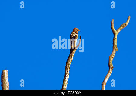A Northern Flicker (Colaptes auratus) woodpecker in search of food on a dead treetop. Stock Photo