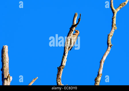 A Northern Flicker (Colaptes auratus) woodpecker in search of food on a dead treetop. Stock Photo