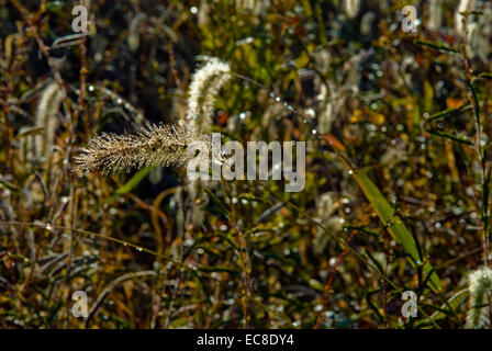 Close up of a blade of grass in early morning sunlight, back lit with morning dew on the blade. Stock Photo