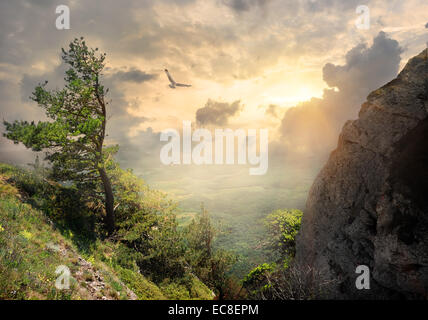 Bird over the big tree on mountain Stock Photo