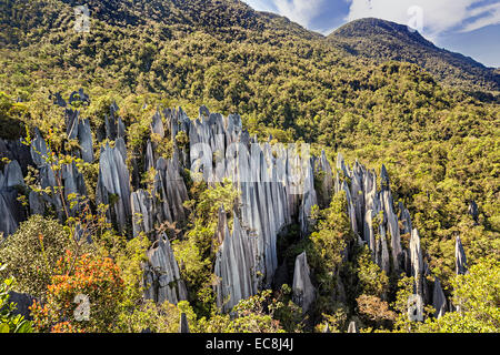 Pinnacles in rainforest, karst landscape, Gunung Mulu national park, Sarawak, Malaysia Stock Photo