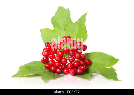 Berries of red Viburnum with leaves isolated on white Stock Photo