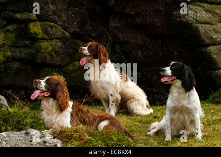 Springer Spaniel dogs are man's best friend ! Shooting team of obedient gun dogs waiting for their next working command Stock Photo