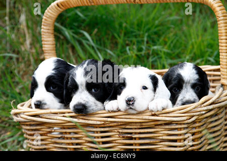 Here comes trouble !! Landscape picture of a gorgeous litter of puppies sat in a basket with a carry handle looking cute cuddly Stock Photo