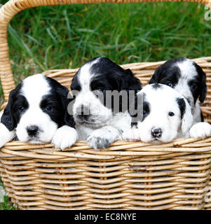 Here comes trouble !! Square picture of a gorgeous litter of puppies sat in a basket with a carry handle looking cute cuddly Stock Photo