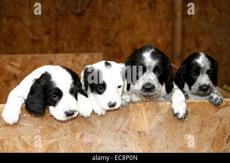 A litter of puppies, happy healthy just six weeks old gorgeous little bundle of fluff, cute faces, so sweet & cuddly Stock Photo