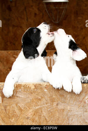 Happy healthy puppies just six weeks old playful singing duet as they play together Stock Photo