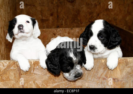 Trio of happy healthy puppies just six weeks old gorgeous little bundles of fluff, cute faces watching over the door Stock Photo