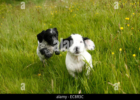 Two puppies playing running fast playful happy having fun in a buttercup & grass meadow field Stock Photo