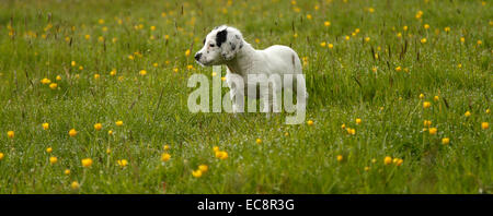 Panoramic picture of a gorgeous black & white puppy posing in wild flower meadow, dog with spots & patches all over tail docked Stock Photo