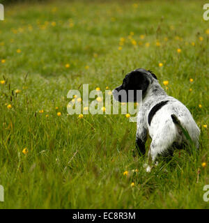 Square picture of a gorgeous black & white puppy posing in wild flower meadow, dog with spots & patches all over tail docked Stock Photo