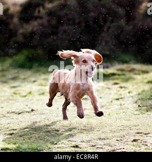 Puppy Playtime in the Countryside. Square picture of a cocker spaniel pup running on moorland grass working shooting gun dog Stock Photo