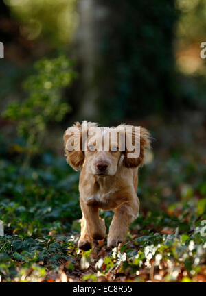 Puppy Playtime in the Countryside. Portrait picture of a cocker spaniel pup running on ivy straight towards camera in woodland Stock Photo