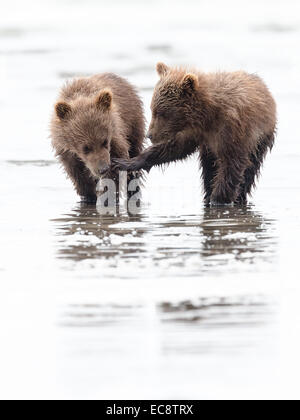 Coastal Brown (Grizzly) Bear cubs look for clams on the beach at Lake Clark National Park, Alaska