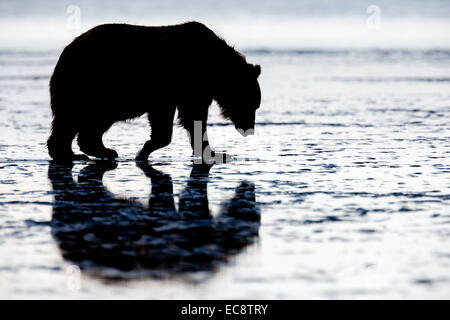 Female Coastal Brown Bear searches for clams on the beach at twilight on a long Alaskan summer night in Lake Clark National Park