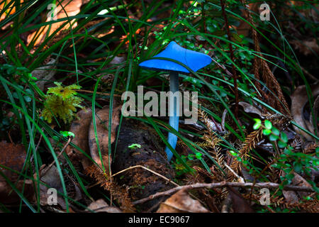 Bright blue mushroom (Entoloma hochstetteri) in New Zealand Stock Photo