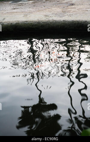 koi pond with koi fish Stock Photo