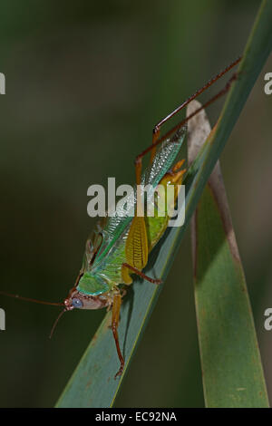 handsome meadow katydid. Orchelimum pulchellum, Virginia Stock Photo