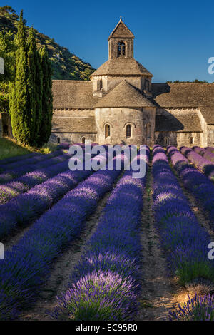 The Romanesque Cistercian Abbey of Notre Dame of Senanque set amongst flowering lavender fields, near Gordes, Provence, France Stock Photo
