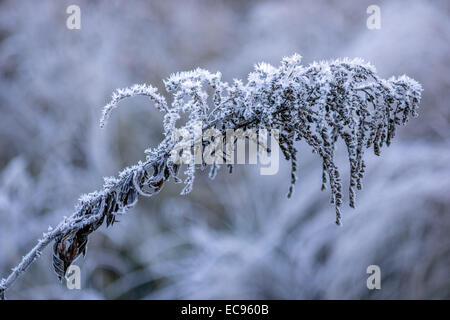 Frozen withered greens frost covered cool cold chilly winter Stock Photo