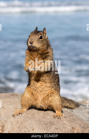 California Ground Squirrel Stock Photo