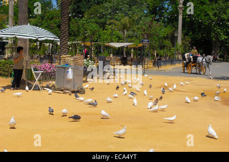 Pigeons in the park, Parque de María Luisa, Sevilla, Andalusia, Spain, Europe Stock Photo