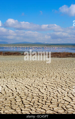 Fuente de Piedra Lagoon, Greater Flamingos (Phoenicopterus ruber), Málaga province, Andalusia, Spain, Europe Stock Photo