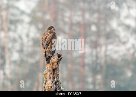 Young Eagle (Haliaeetus albicilla), sitting on tree, Masuria, Poland Stock Photo
