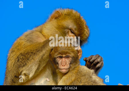 Barbary macaques (Macaca sylvanus), Gibraltar, Europe Stock Photo