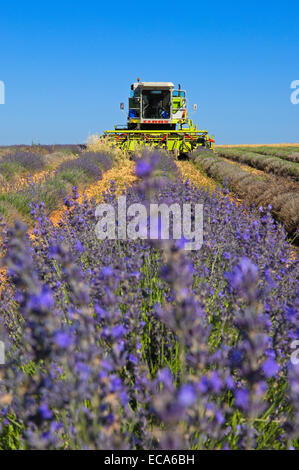 Lavender harvest in July, Plateau de Valensole, Alpes-de-Haute-Provence, France, Europe Stock Photo