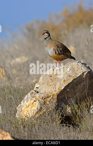 Red-legged partridge (Alectoris rufa), Andalusia, Spain, Europe Stock Photo