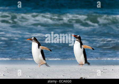 Gentoo penguins (Pygoscelis papua), Volunteer Point, East Falkland, Falkland Islands Stock Photo