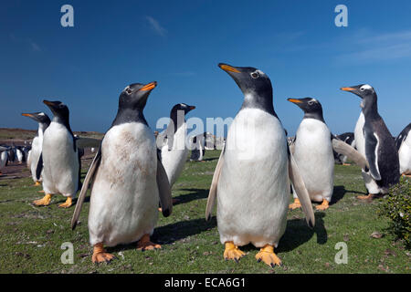 Gentoo penguins (Pygoscelis papua) Sea Lion Island, Falkland Islands Stock Photo