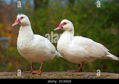 Two Muscovy Ducks (Cairina moschata) on a wall, Bavaria, Germany Stock Photo