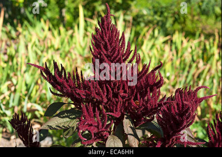 Blood amaranth (Amaranthus cruentus), Mecklenburg-Western Pomerania, Germany Stock Photo