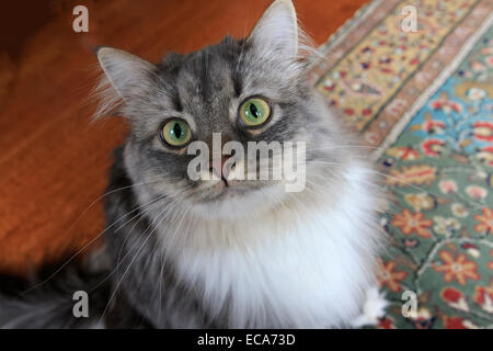 Long haired grey cat with white bib looking up Stock Photo