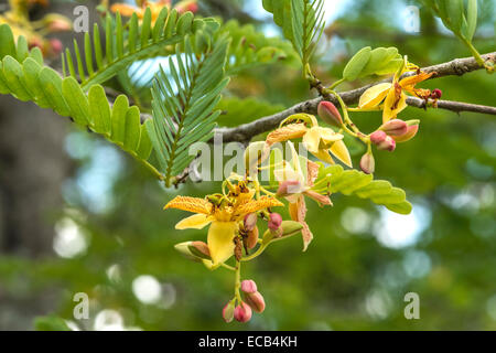 Tamarind flower closeup (Tamarindus indica) Stock Photo