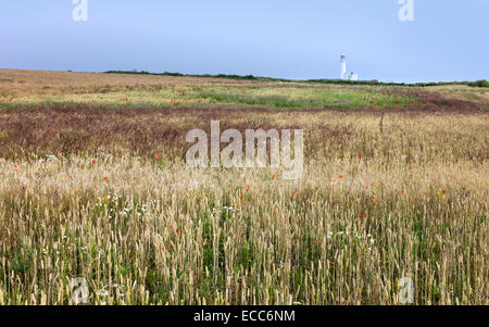 The lighthouse surrounded by a field of wheat and wild flowers in summer at Flamborough Head, East Riding of Yorkshire, UK.