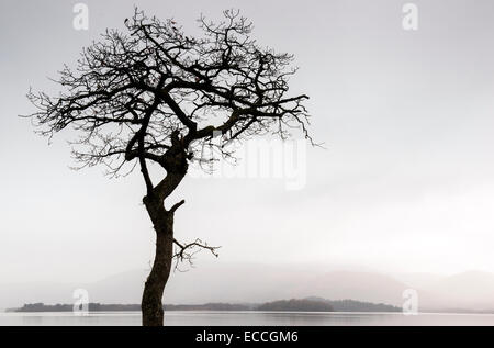 A lone tree silhouetted on the banks of Loch Lomond at Milarrochy in the Highlands, Scotland UK Stock Photo