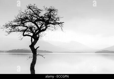 A lone tree silhouetted on the banks of Loch Lomond at Milarrochy in the Highlands, Scotland UK Stock Photo