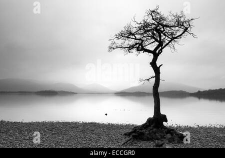 A lone tree silhouetted on the banks of Loch Lomond at Milarrochy in the Highlands, Scotland UK Stock Photo