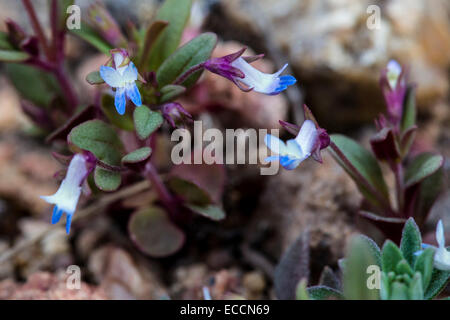 Blue eyed Mary   Collinsia parviflora Stock Photo