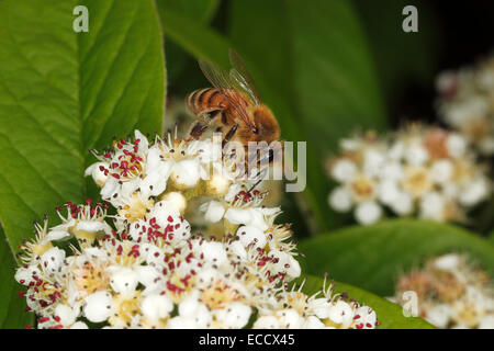 Honey Bee (Apis mellifera) on Cotoneaster flowers in garden Cheshire UK July 0200 Stock Photo