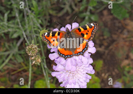 Small Tortoiseshell Butterfly (Aglais urticae) feeding on Scabious (Scabiosa) flower in garden Cheshire UK September 3779 Stock Photo