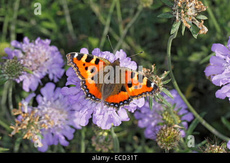 Small Tortoiseshell Butterfly (Aglais urticae) feeding on Scabious (Scabiosa) flower in garden Cheshire UK September 3820 Stock Photo