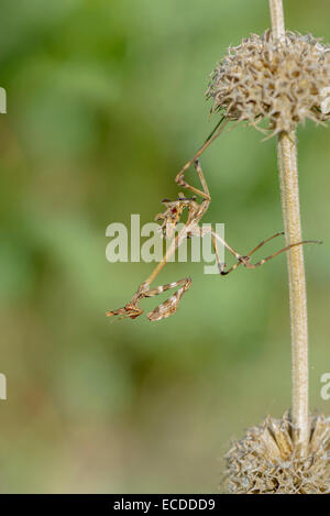 Haubenfangschrecke, Empusa pennata, Conehead Mantis Stock Photo