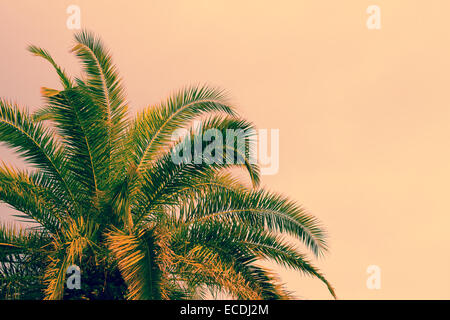 Palm tree against morning pink sky. Vintage color Stock Photo