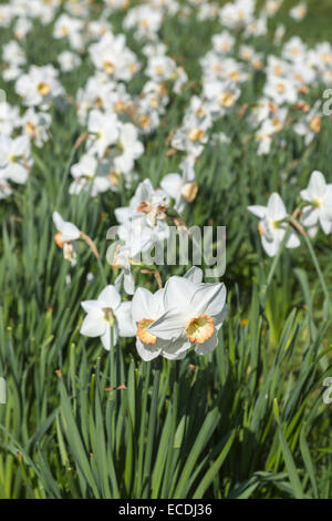 Narcissus 'High Society', a large cupped daffodil with creamy white flowers and a cream cup rimmed with pink, RHS Wisley gardens Stock Photo
